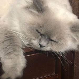 Meet your Posher, Lawanda